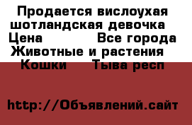 Продается вислоухая шотландская девочка › Цена ­ 8 500 - Все города Животные и растения » Кошки   . Тыва респ.